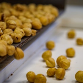 Roasted Hazelnuts Sorting 2